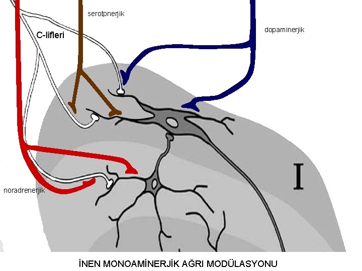 serotonerjik C-lifleri dopaminerjik noradrenerjik İNEN MONOAMİNERJİK AĞRI MODÜLASYONU 