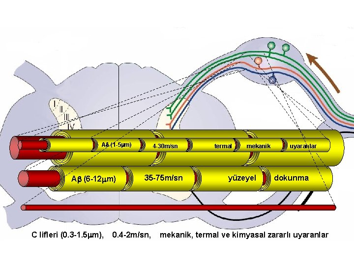 A (1 -5 m) A (myelin 12 -22 m) 4 -30 m/sn A (6