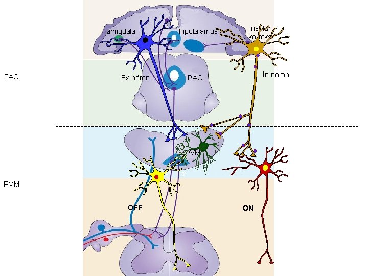 amigdala PAG Ex. nöron hipotalamus insular korteks İn. nöron PAG RVM OFF ON 