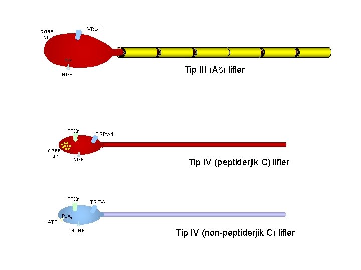 VRL-1 CGRP SP Trk Tip III (A ) lifler NGF TTXr CGRP SP NGF