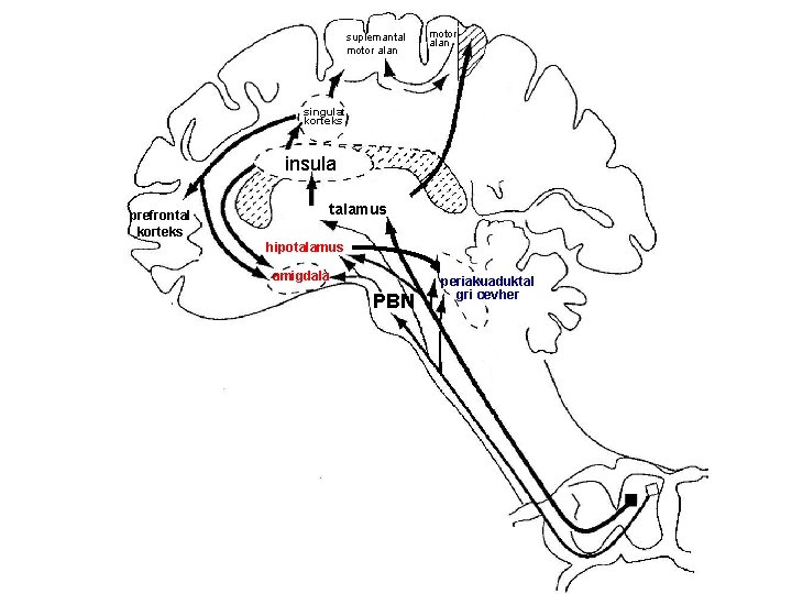 suplemantal motor alan singulat korteks insula prefrontal korteks talamus hipotalamus amigdala PBN periakuaduktal gri