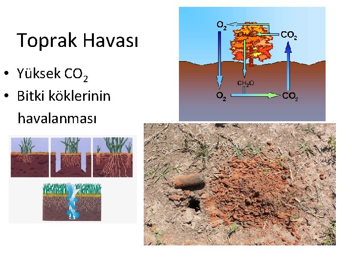 Toprak Havası • Yüksek CO 2 • Bitki köklerinin havalanması 