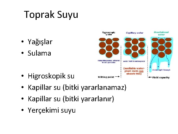 Toprak Suyu • Yağışlar • Sulama • • Higroskopik su Kapillar su (bitki yararlanamaz)