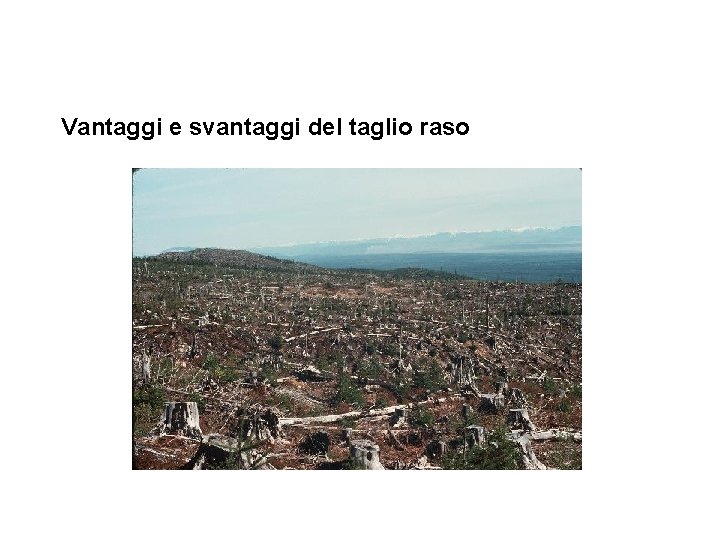Vantaggi e svantaggi del taglio raso 