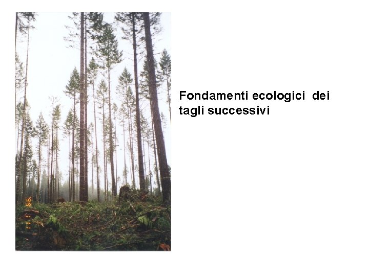 Fondamenti ecologici dei tagli successivi 