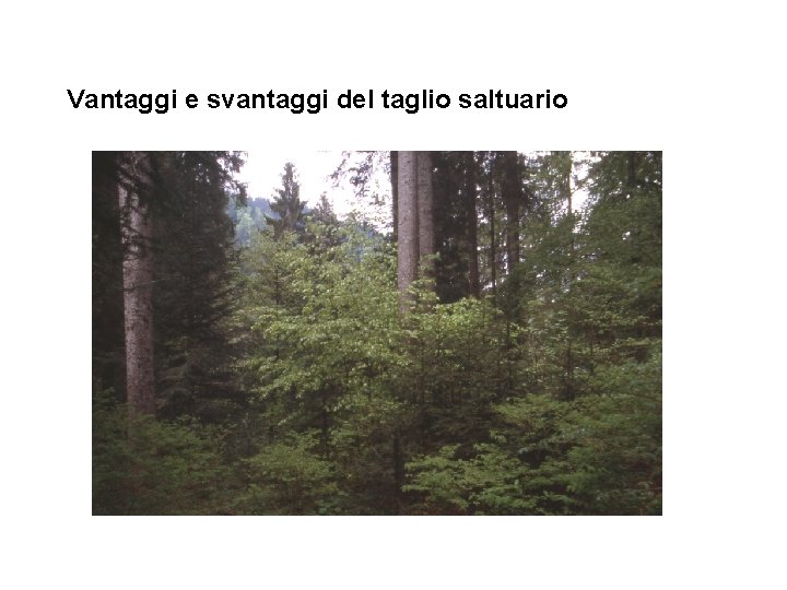 Vantaggi e svantaggi del taglio saltuario 