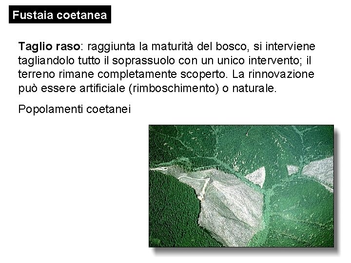 Fustaia coetanea Taglio raso: raggiunta la maturità del bosco, si interviene tagliandolo tutto il
