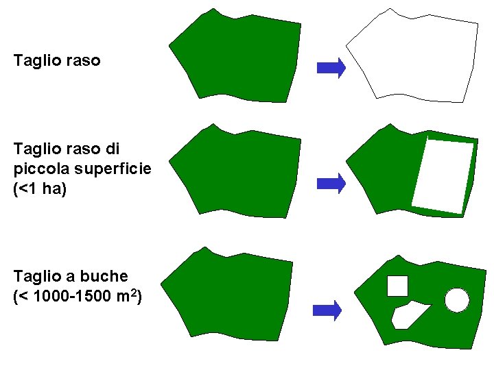 Taglio raso di piccola superficie (<1 ha) Taglio a buche (< 1000 -1500 m