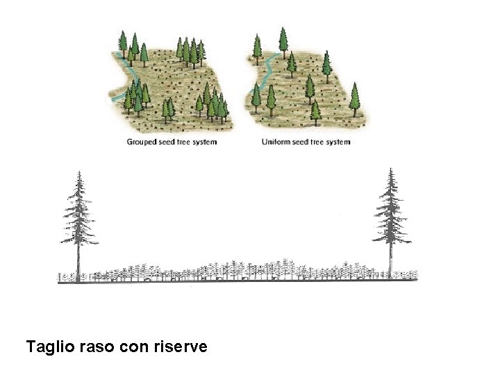 Taglio raso con riserve 