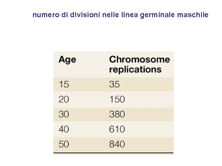 numero di divisioni nelle linea germinale maschile 