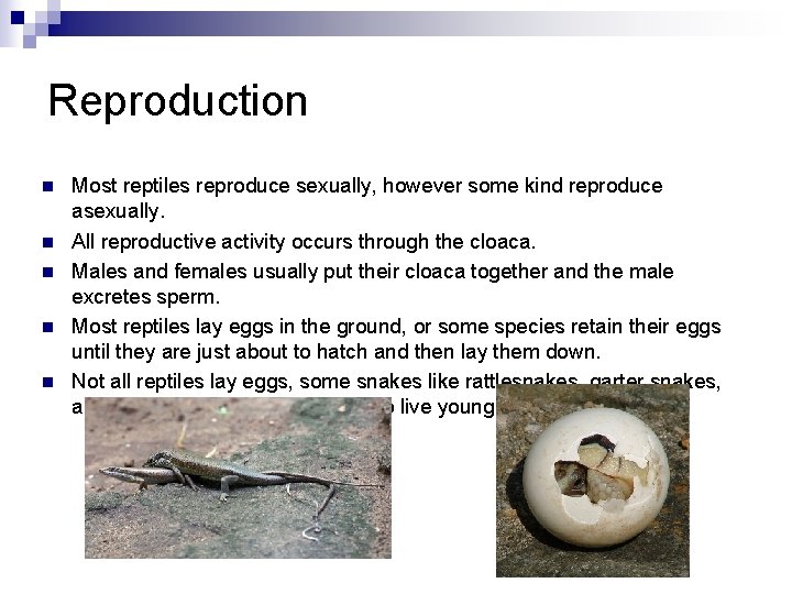 Reproduction n n Most reptiles reproduce sexually, however some kind reproduce asexually. All reproductive