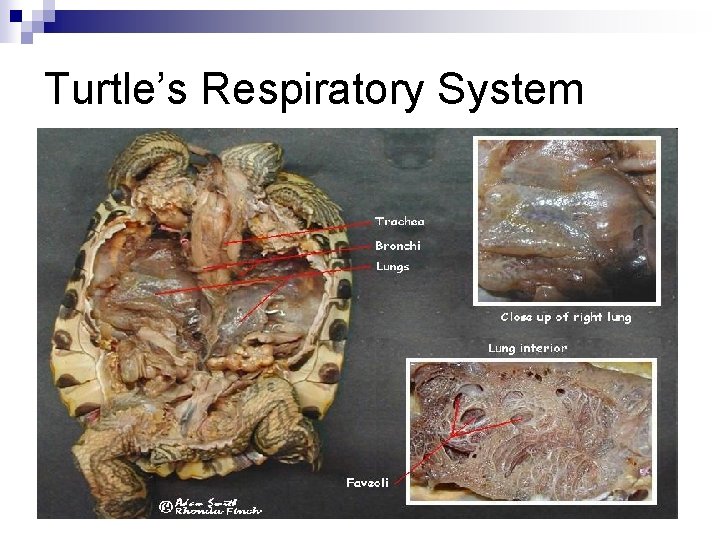 Turtle’s Respiratory System 