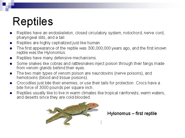 Reptiles n n n n Reptiles have an endoskeleton, closed circulatory system, notochord, nerve