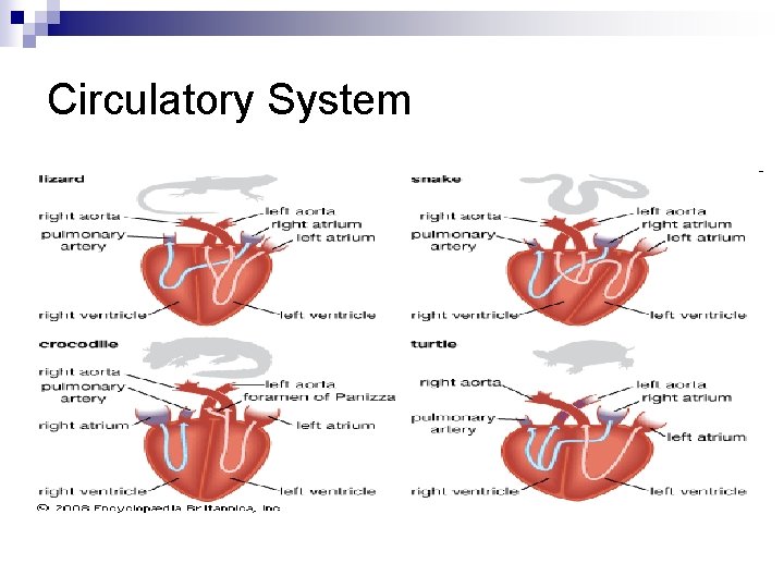 Circulatory System 