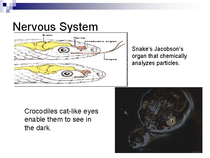 Nervous System Snake’s Jacobson’s organ that chemically analyzes particles. Crocodiles cat-like eyes enable them