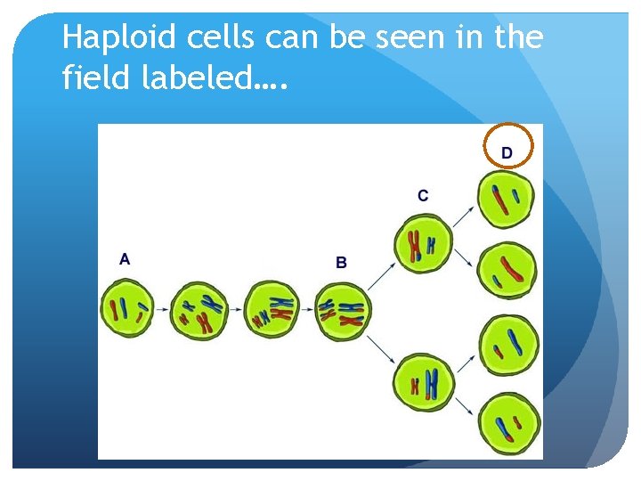 Haploid cells can be seen in the field labeled…. 