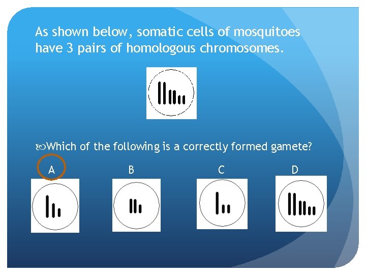 As shown below, somatic cells of mosquitoes have 3 pairs of homologous chromosomes. Which