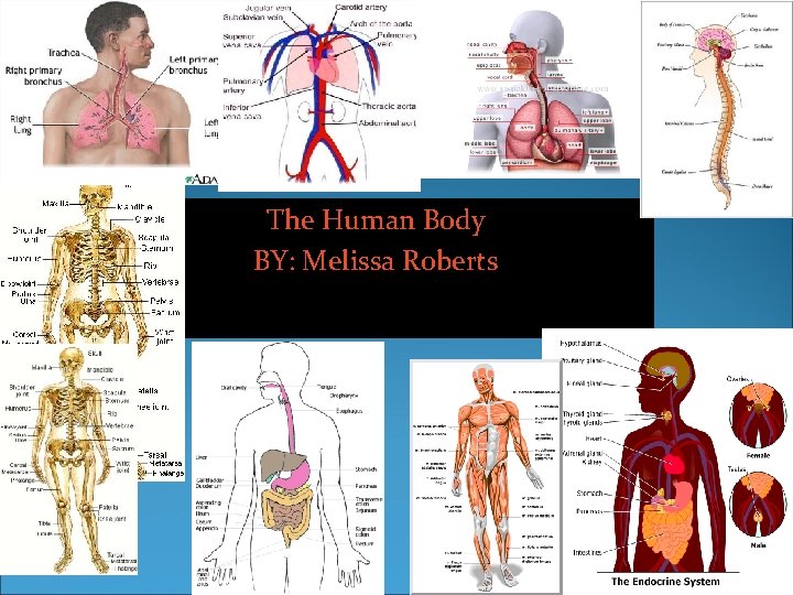 The Human Body BY: Melissa Roberts 
