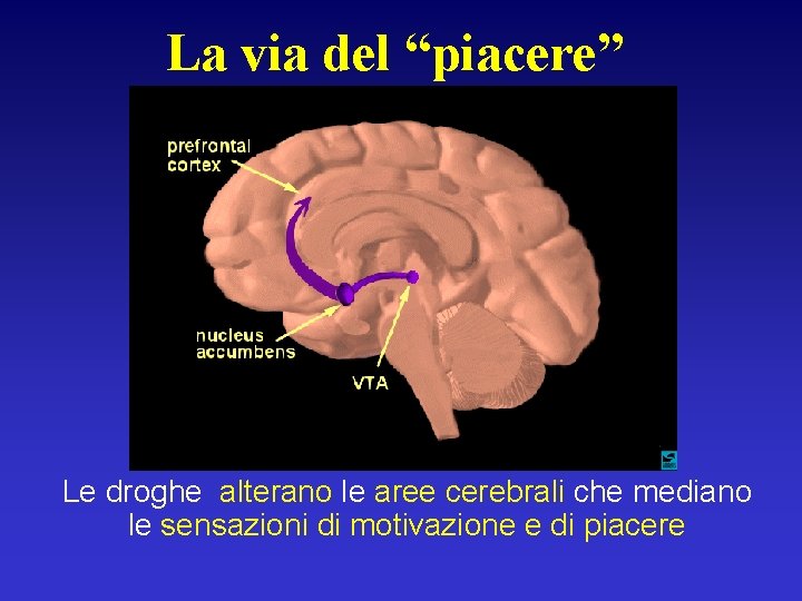 La via del “piacere” Le droghe alterano le aree cerebrali che mediano le sensazioni La via del “piacere” Le droghe alterano le aree cerebrali che mediano le sensazioni