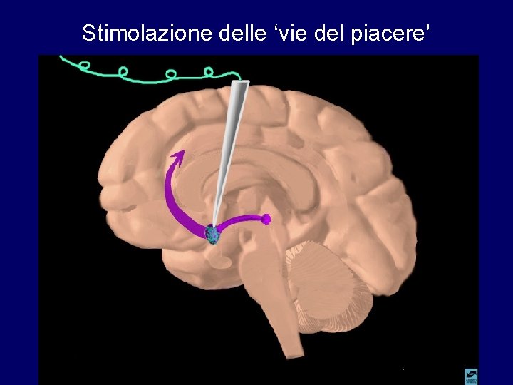 Stimolazione delle ‘vie del piacere’ 