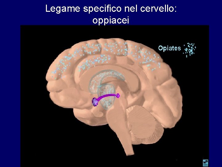 Legame specifico nel cervello: oppiacei Legame specifico nel cervello: oppiacei