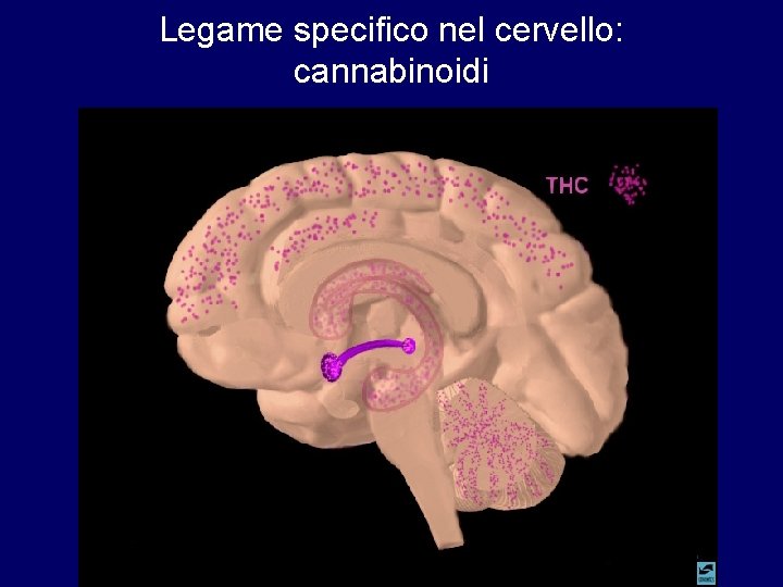 Legame specifico nel cervello: cannabinoidi Legame specifico nel cervello: cannabinoidi