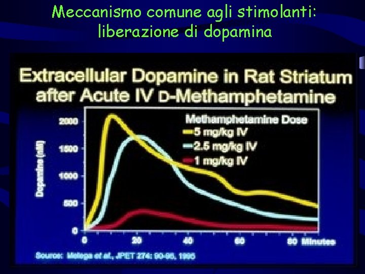 Meccanismo comune agli stimolanti: liberazione di dopamina 