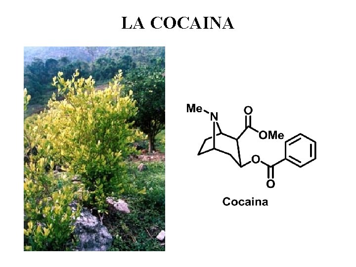 LA COCAINA 