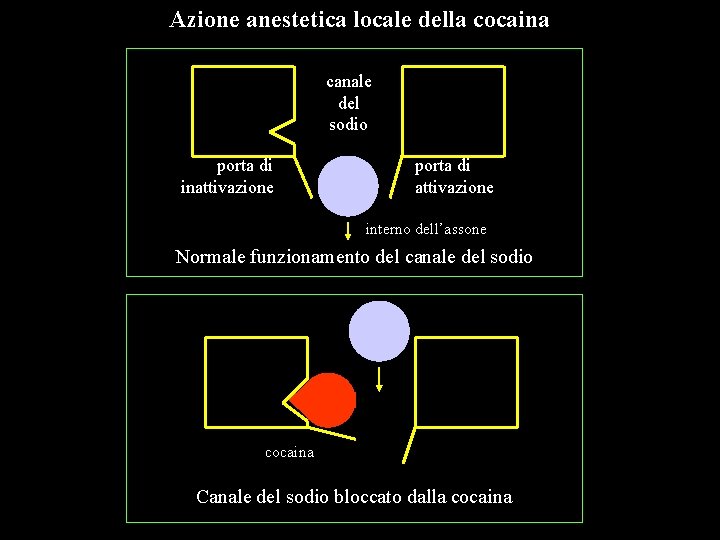 Azione anestetica locale della cocaina canale del sodio porta di inattivazione porta di attivazione