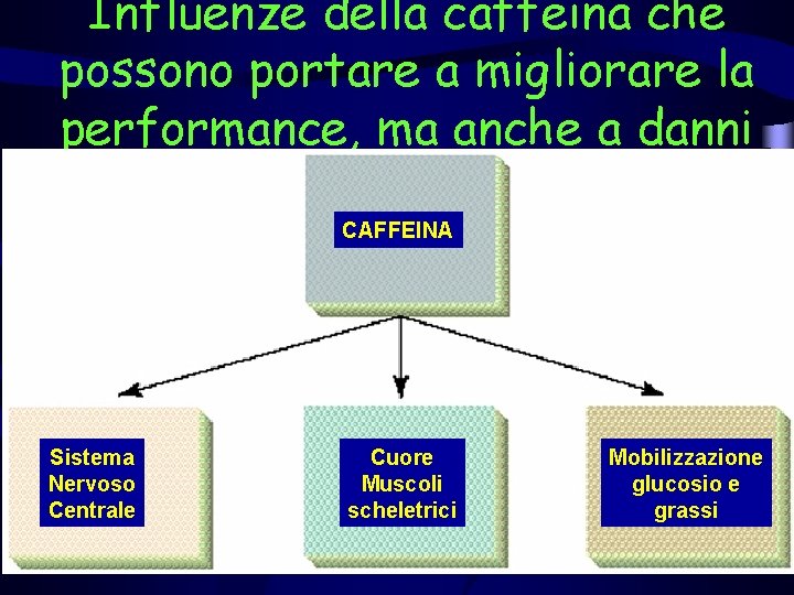 Influenze della caffeina che possono portare a migliorare la performance, ma anche a danni