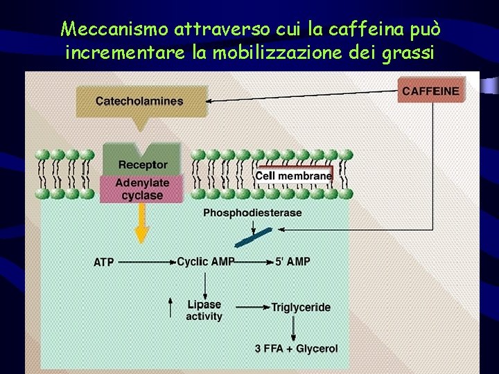 Meccanismo attraverso cui la caffeina può incrementare la mobilizzazione dei grassi 