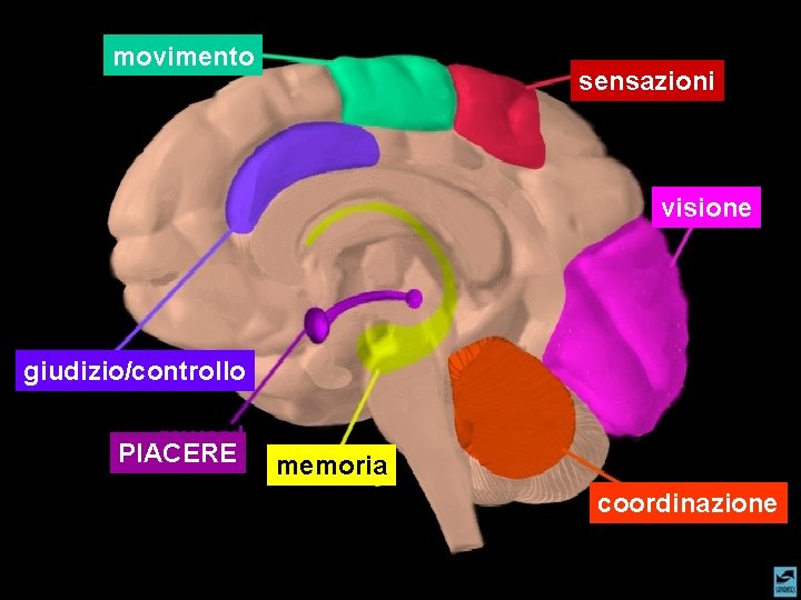 movimento sensazioni visione giudizio/controllo PIACERE memoria coordinazione movimento sensazioni visione giudizio/controllo PIACERE memoria coordinazione