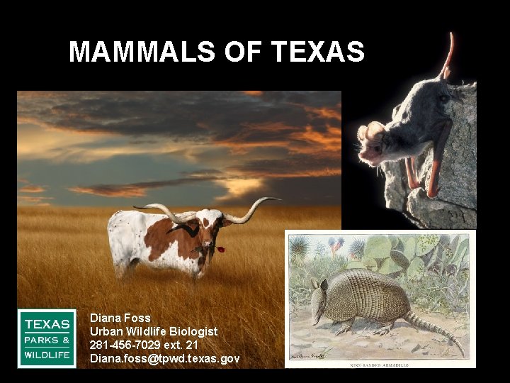 MAMMALS OF TEXAS Diana Foss Urban Wildlife Biologist 281 -456 -7029 ext. 21 Diana.