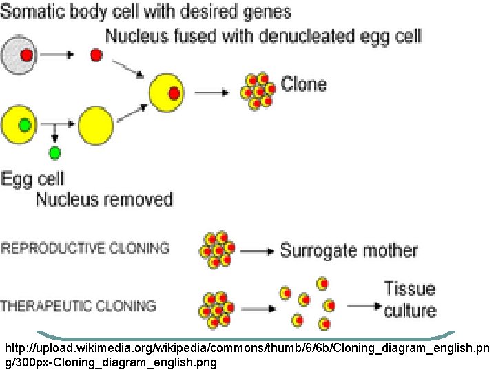 http: //upload. wikimedia. org/wikipedia/commons/thumb/6/6 b/Cloning_diagram_english. pn g/300 px-Cloning_diagram_english. png 