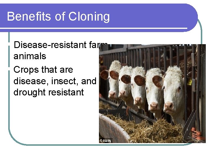 Benefits of Cloning § Disease-resistant farm animals § Crops that are disease, insect, and