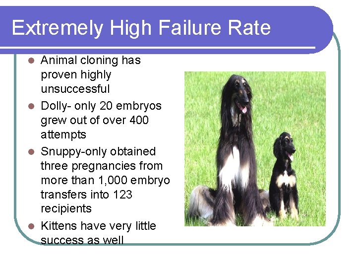 Extremely High Failure Rate Animal cloning has proven highly unsuccessful l Dolly- only 20