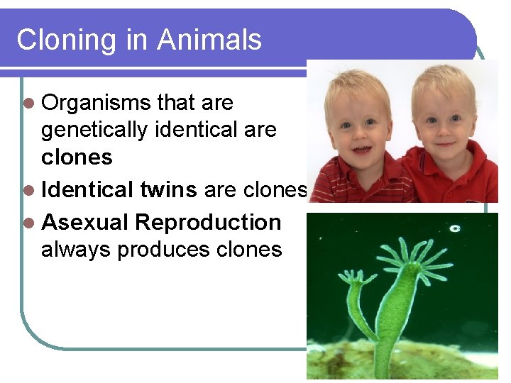 Cloning in Animals l Organisms that are genetically identical are clones l Identical twins