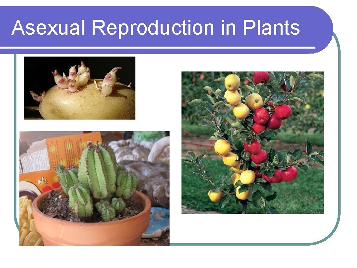 Asexual Reproduction in Plants 