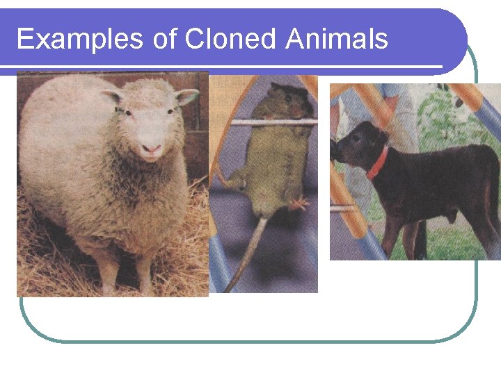 Examples of Cloned Animals 