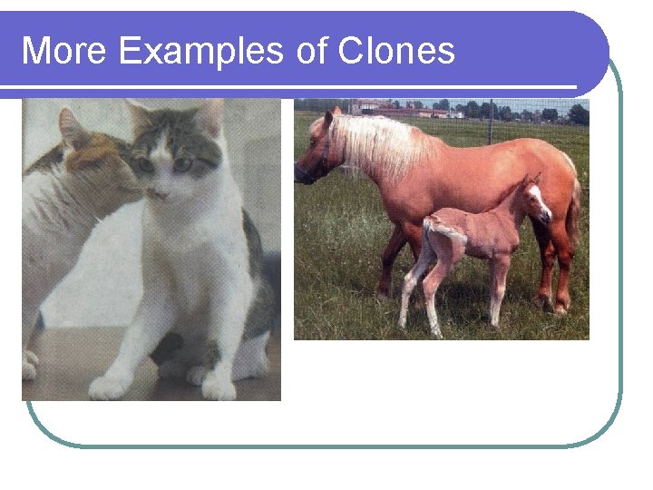 More Examples of Clones 