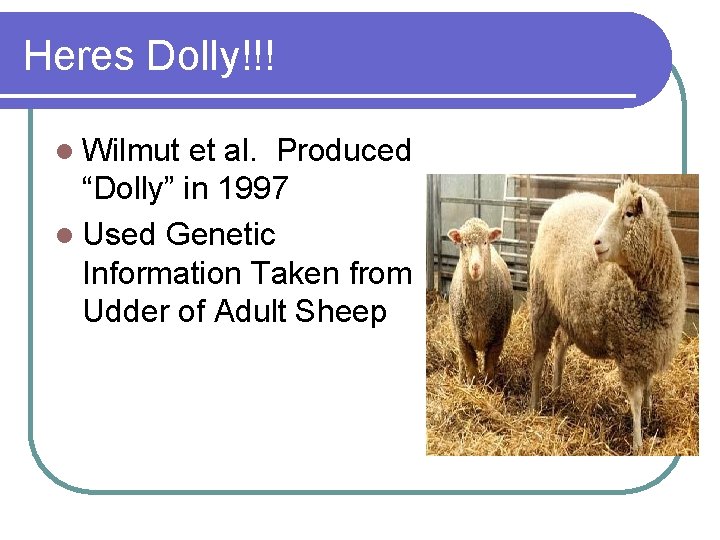 Heres Dolly!!! l Wilmut et al. Produced “Dolly” in 1997 l Used Genetic Information