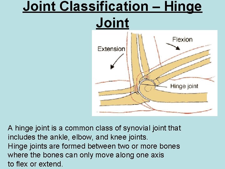 Joint Classification – Hinge Joint A hinge joint is a common class of synovial Joint Classification – Hinge Joint A hinge joint is a common class of synovial