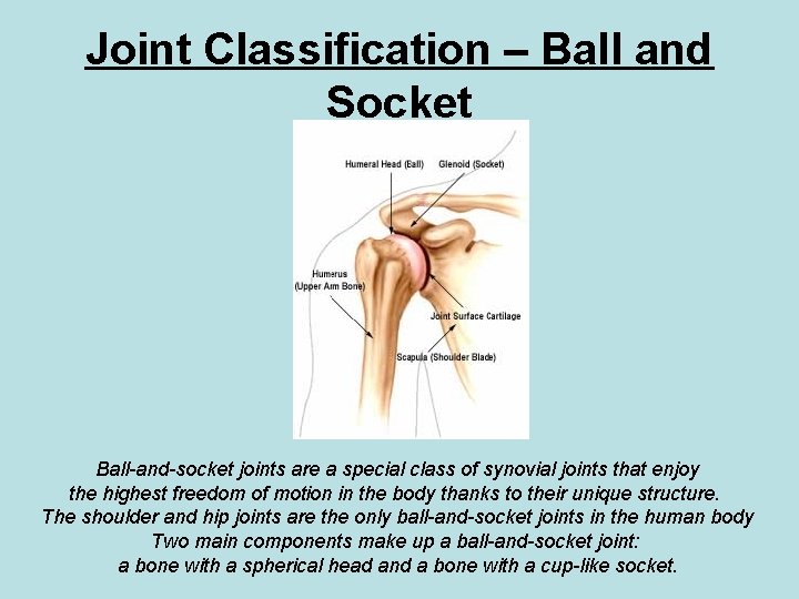 Joint Classification – Ball and Socket Ball-and-socket joints are a special class of synovial Joint Classification – Ball and Socket Ball-and-socket joints are a special class of synovial