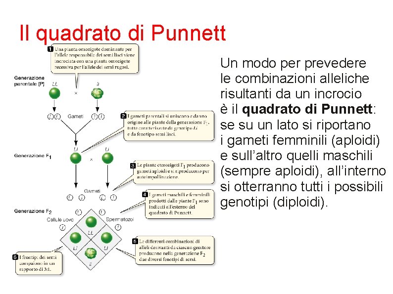 Il quadrato di Punnett Un modo per prevedere le combinazioni alleliche risultanti da un
