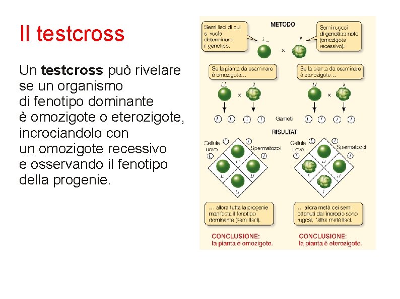 Il testcross Un testcross può rivelare se un organismo di fenotipo dominante è omozigote