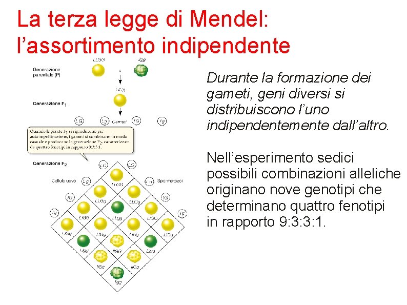 La terza legge di Mendel: l’assortimento indipendente Durante la formazione dei gameti, geni diversi