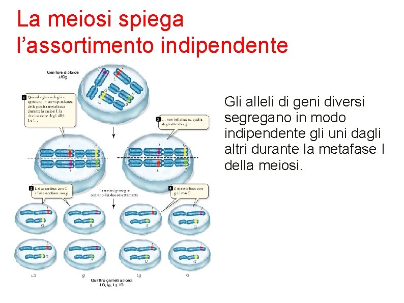 La meiosi spiega l’assortimento indipendente Gli alleli di geni diversi segregano in modo indipendente