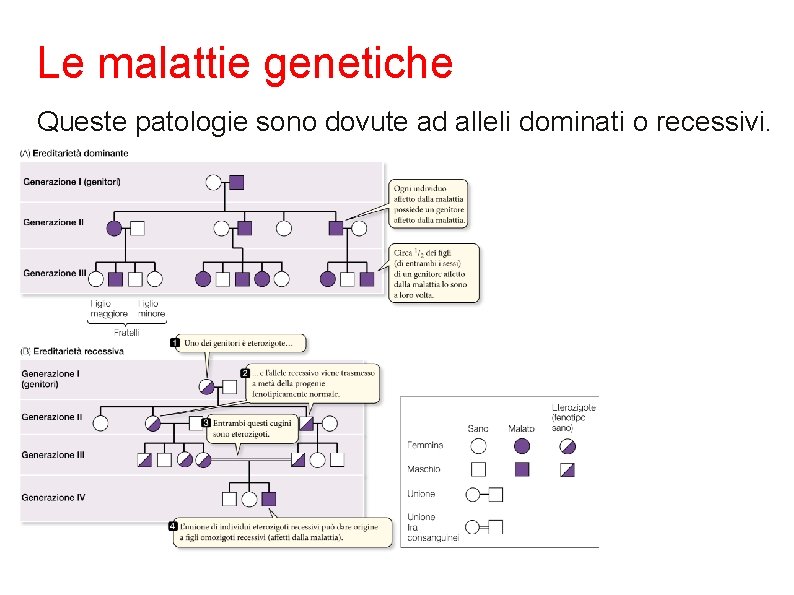 Le malattie genetiche Queste patologie sono dovute ad alleli dominati o recessivi. 