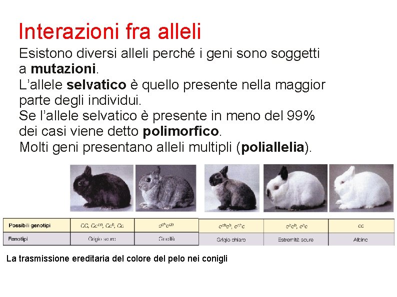 Interazioni fra alleli Esistono diversi alleli perché i geni sono soggetti a mutazioni. L’allele