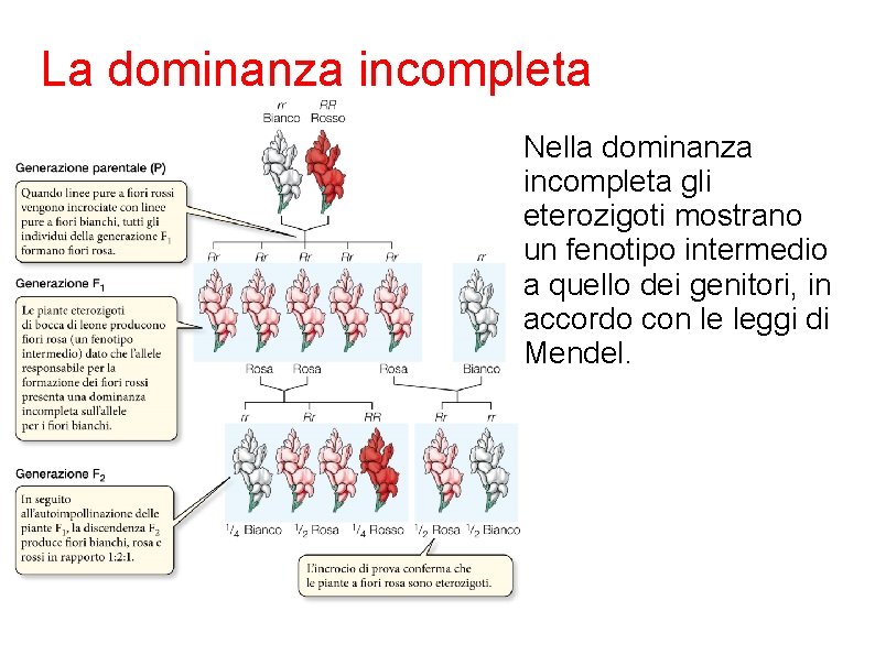 La dominanza incompleta Nella dominanza incompleta gli eterozigoti mostrano un fenotipo intermedio a quello